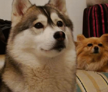 带害羞感的哈士奇单身狗表情包来啦