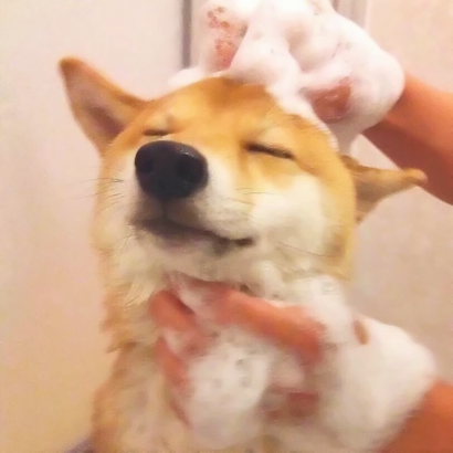 20张蠢萌猫狗情侣头像 高清可爱还能当情头用