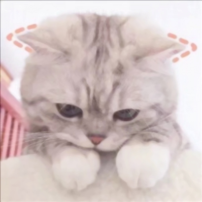 抖音爆火的可爱猫咪情侣头像，26张高清图直接抱走