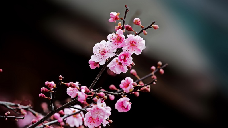 梅花电脑壁纸推荐 高清花卉桌面素材合集