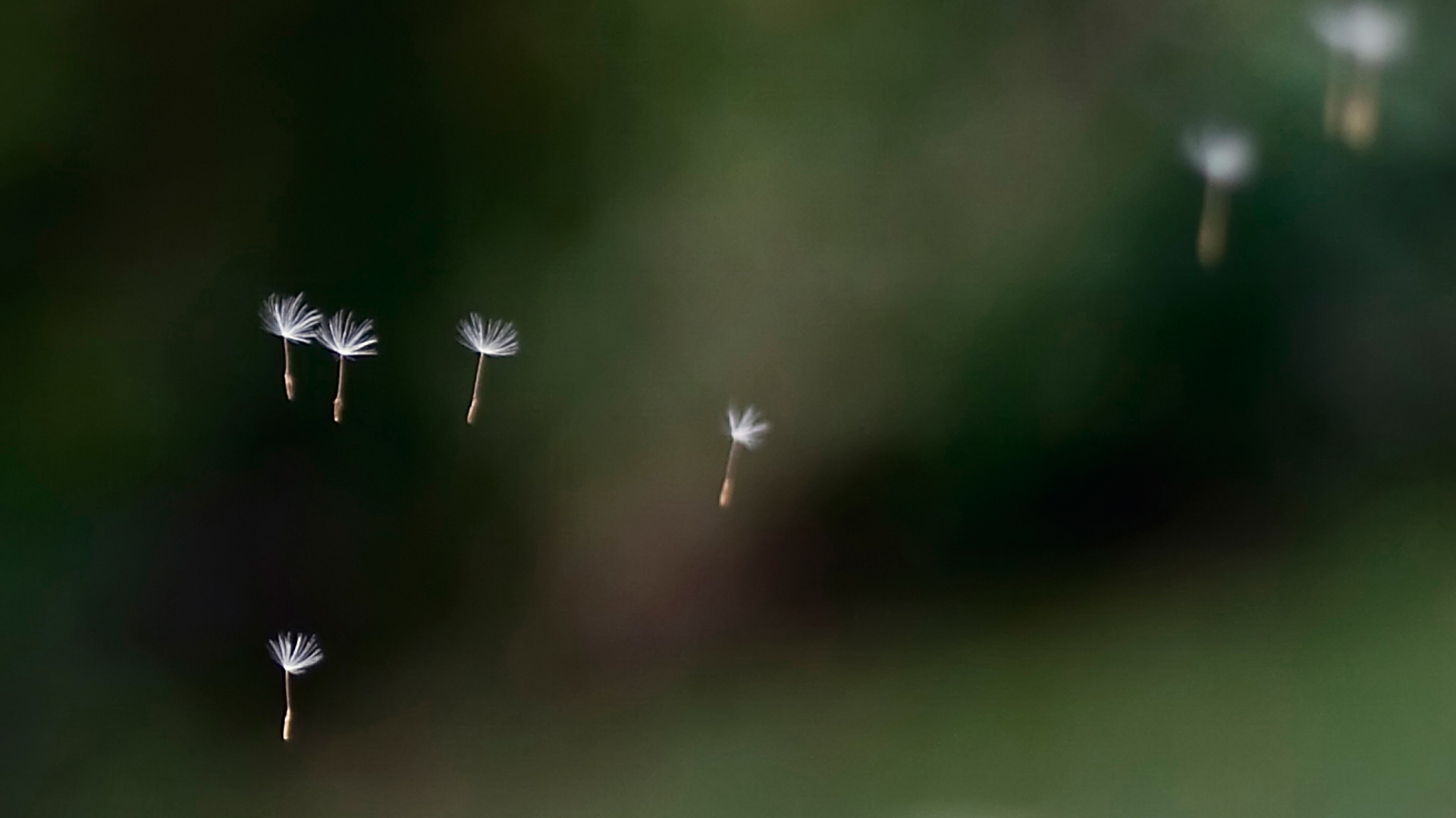 漫天飞扬的蒲公英种子电脑桌面动漫壁纸来了