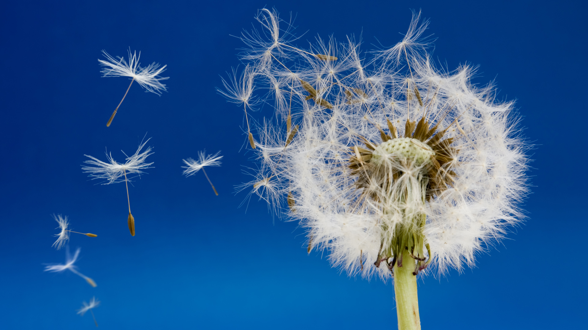 蓝色背景飞舞蒲公英 超好看的高清电脑花卉壁纸