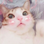 超萌萌宠情侣头像合集！12张高清可爱款直接抱走