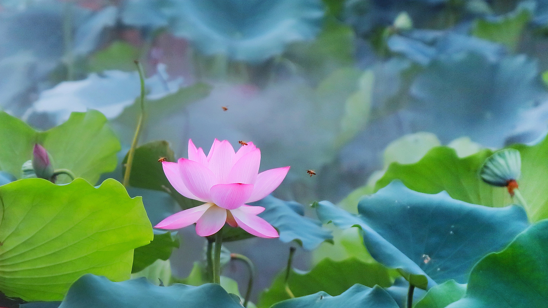夏天的荷花高清电脑壁纸来啦，多款分辨率可选