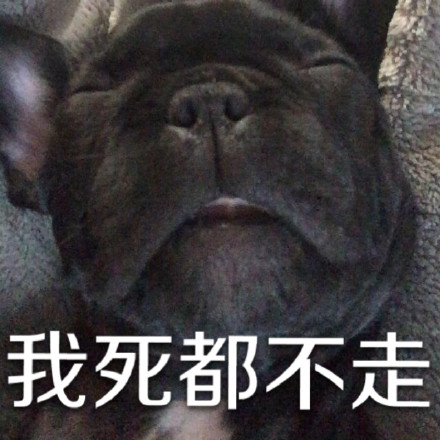 用狗狗演的“你走”系列表情包太好笑了