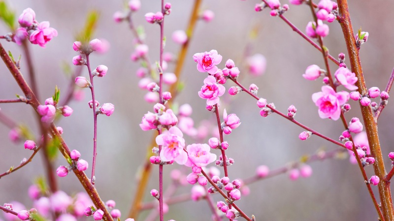春天桃花主题电脑桌面壁纸上新 多款高清尺寸可选