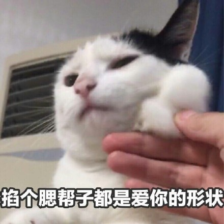 戳中撒娇党！这款“我要这个你买”猫猫表情包火了