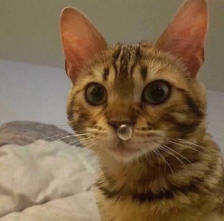 近期爆火表情包整理合集