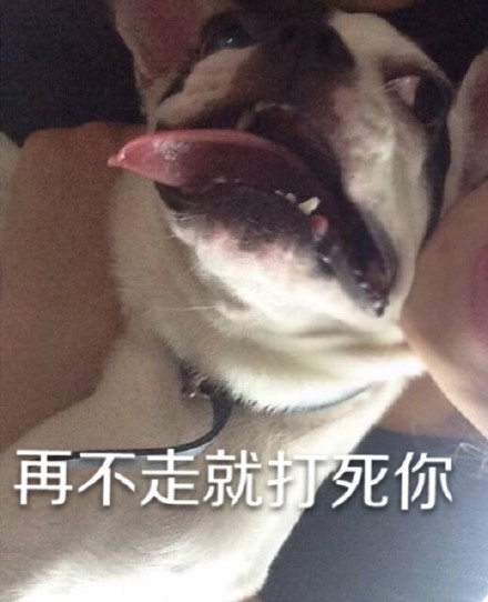 用狗狗演的“你走”系列表情包太好笑了