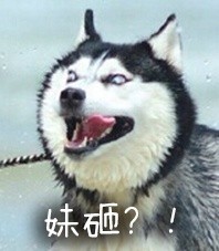 超火的doge动图表情包合集