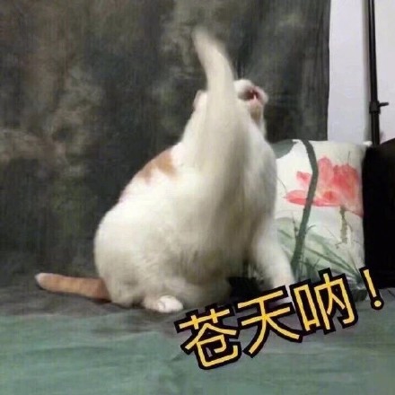 铲屎官狂喜！这套猫咪表情包又萌又能打