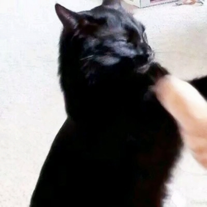 超萌情侣猫猫头像来啦！16张高清可爱一对小猫头像图