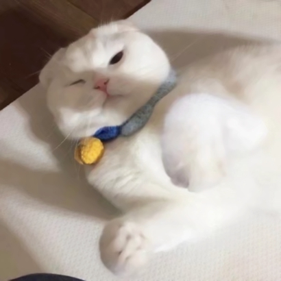 抖音爆火的可爱猫咪情侣头像，26张高清图直接抱走