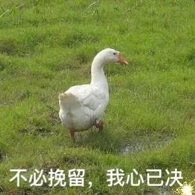 10月31日热门表情包合集来了