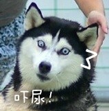 撸狗狂喜！这套汪星人表情包直接封神