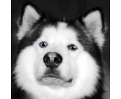 带害羞感的哈士奇单身狗表情包来啦