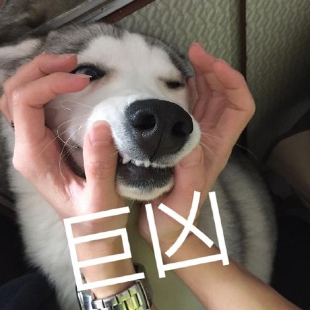 聊天斗图必备！这套汪星人表情包太会整活了