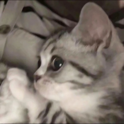 超萌猫咪情侣头像来啦！10张高清可爱款直接抱走