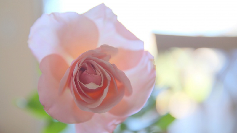 粉色清新玫瑰花 多款高清电脑桌面壁纸分享