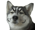 doge 喵喵表情包合集来啦