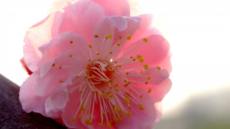 这款粉色梅花电脑壁纸，适配多种主流显示器尺寸