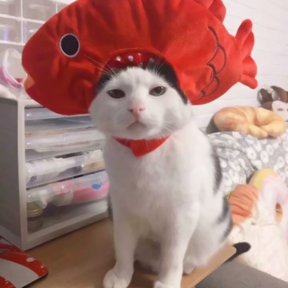 20张蠢萌猫狗情侣头像 高清可爱还能当情头用