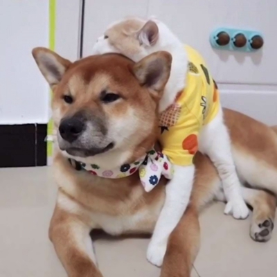 超萌！12张一猫一狗CP情侣头像，又甜又好笑