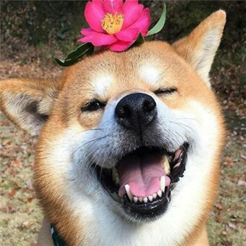 超萌柴犬情侣头像！一对左右两张共18张高清图