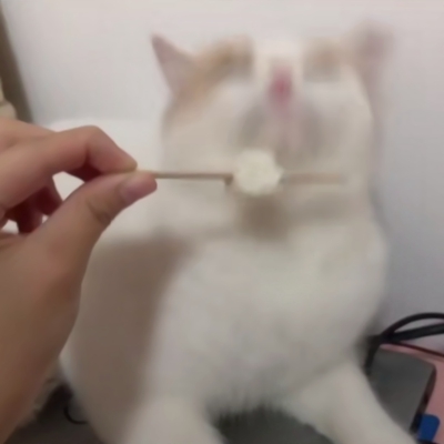 超萌！12张一猫一狗CP情侣头像，又甜又好笑