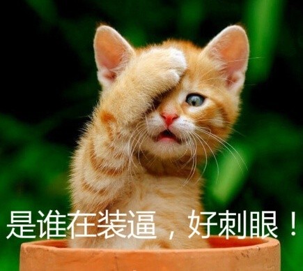 萌宠版“hi小婊砸”表情包合集 斗图党速存
