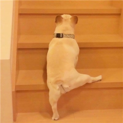 超治愈！两对可爱狗狗情侣头像 高清无水印4张合集