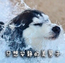 超火的doge动图表情包合集