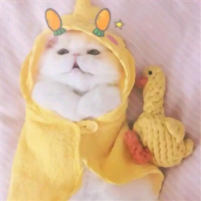 超萌猫咪情侣头像！16组一左一右高清配对图来啦