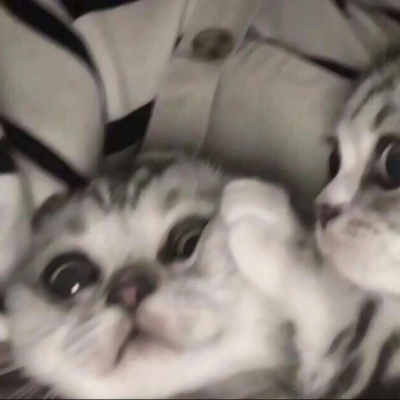 超萌猫咪情侣头像来啦！10张高清可爱款直接抱走