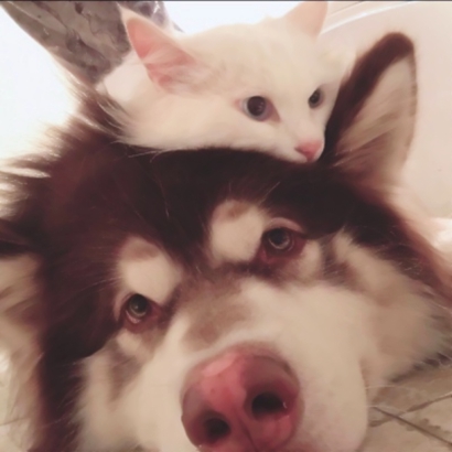 搞怪又萌的动物情侣头像来啦！28张高清搞笑可爱款任你挑