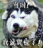 超火的doge动图表情包合集