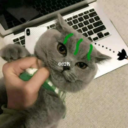 猫咪情侣头像合集 一对两张高清素材共10组