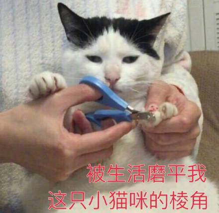 铲屎官狂喜！这套猫咪表情包又萌又能打