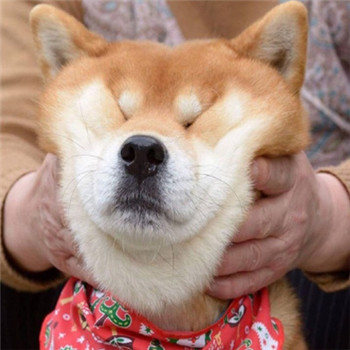 超萌柴犬情侣头像！一对左右两张共18张高清图