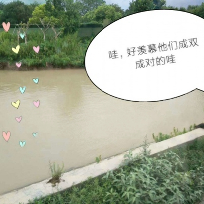 超萌动物情侣头像来啦！10张高清可爱款一次收好