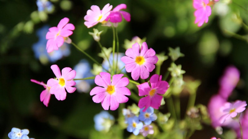 粉色小花花卉电脑桌面壁纸 高清自然花序花瓣壁纸