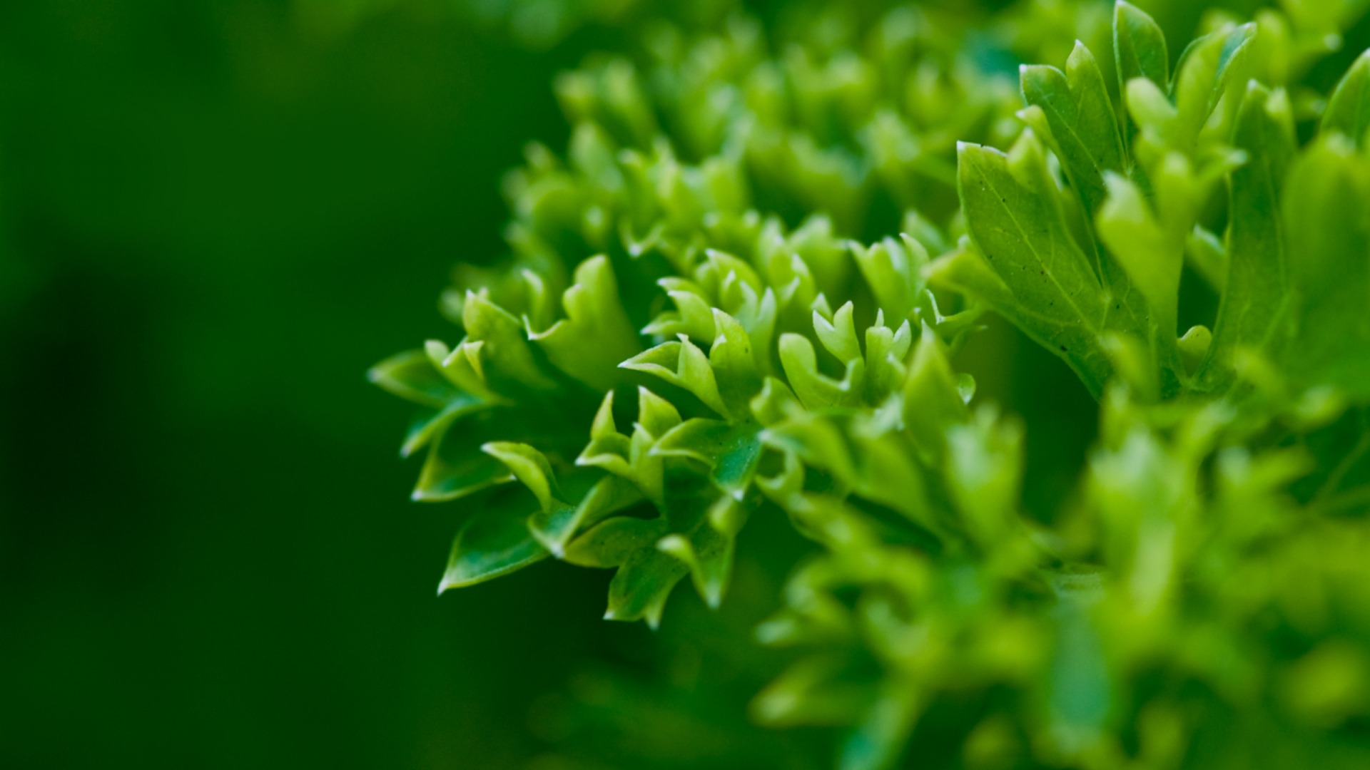 护眼又治愈！绿色植物叶子高清电脑桌面壁纸来了