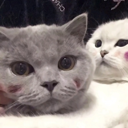 搞怪又萌的动物情侣头像来啦！28张高清搞笑可爱款任你挑