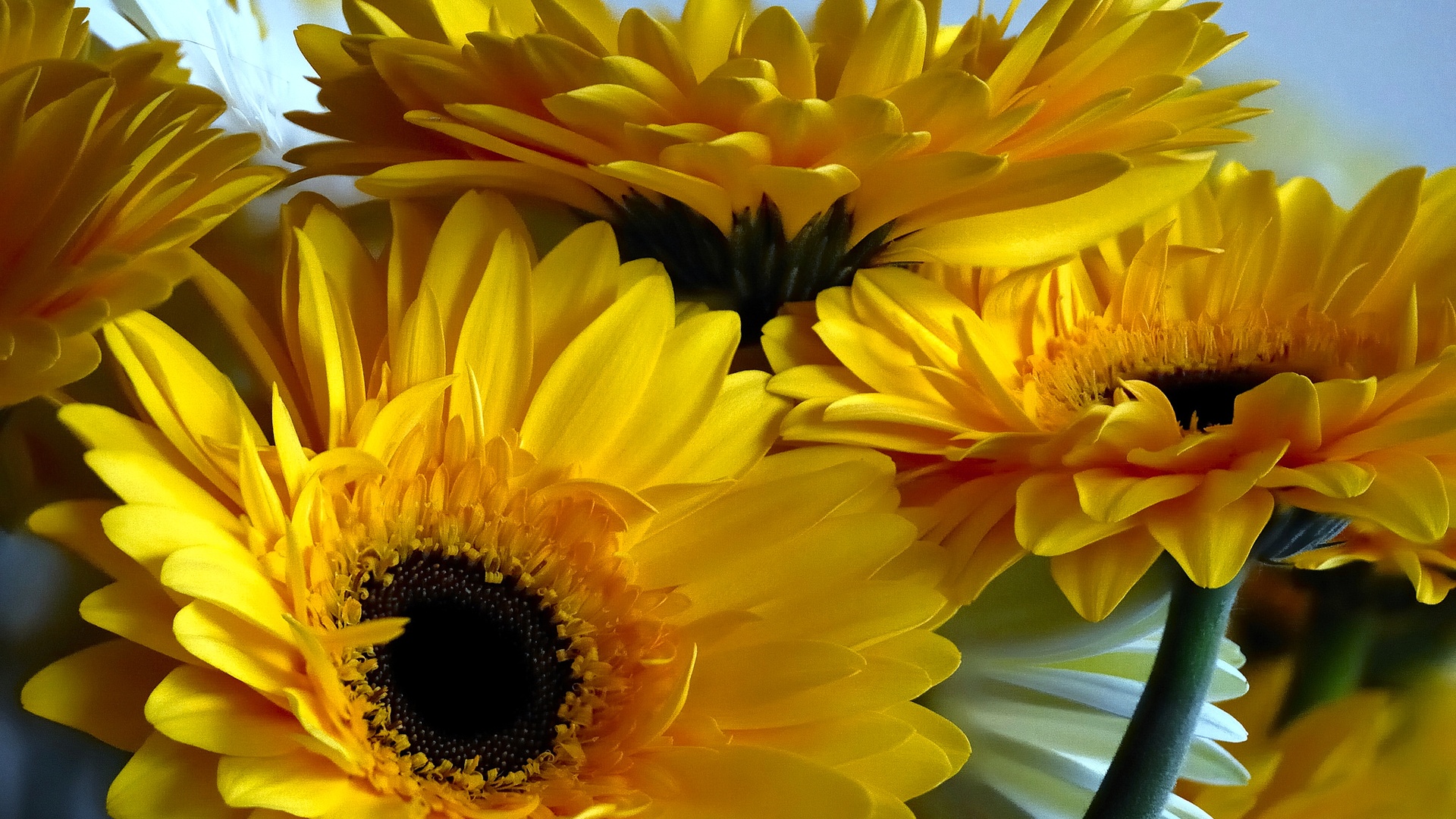 多款分辨率非洲菊电脑壁纸 高清花卉桌面背景任你选