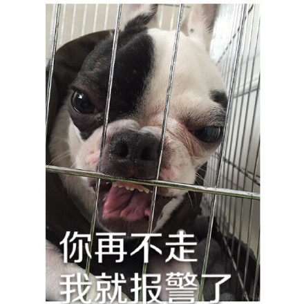 用狗狗演的“你走”系列表情包太好笑了