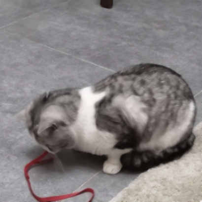 超萌宠物情侣头像！高清一对两张共26张合集