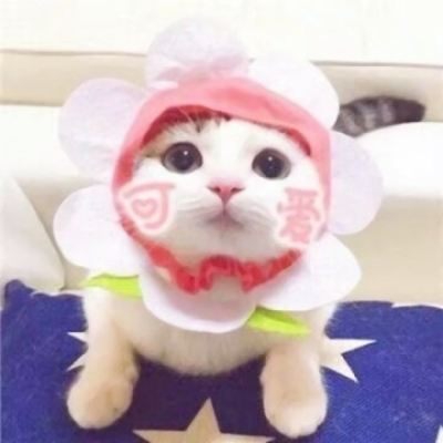 一对两张超萌搞怪猫咪情头 10组可爱情侣头像合集