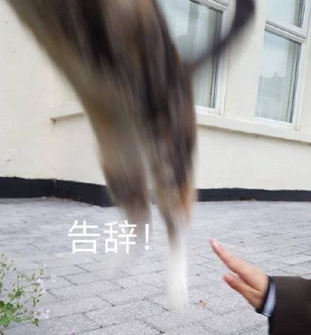 10月12日热门斗图表情包合集