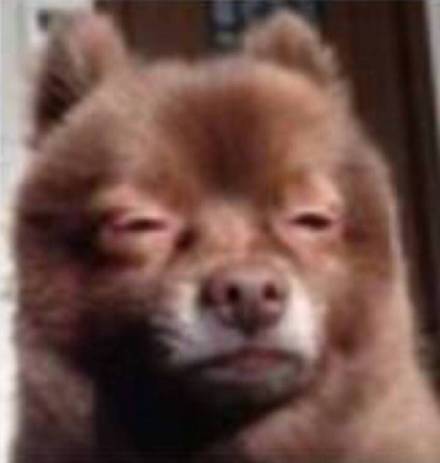 聊天斗图不用愁！这份热门表情包合集直接拿去用