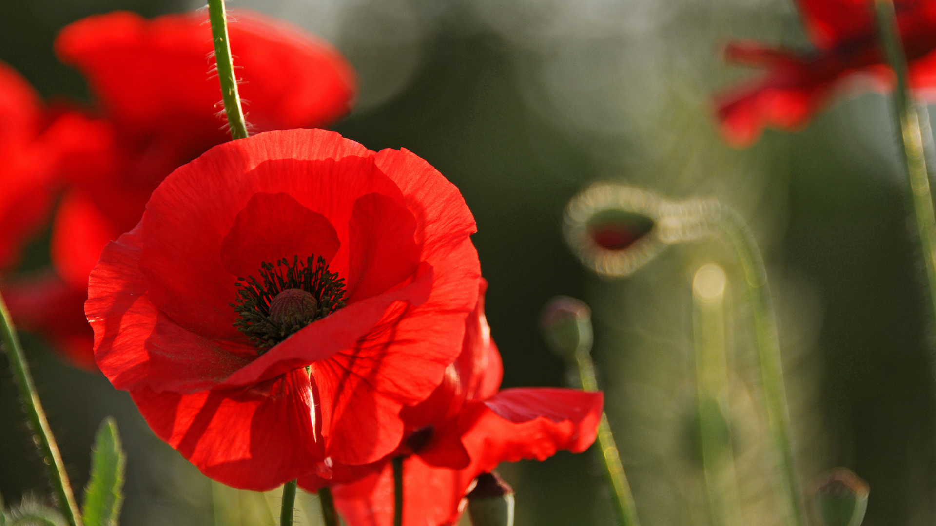 红色罂粟花电脑高清壁纸 花卉主题桌面背景